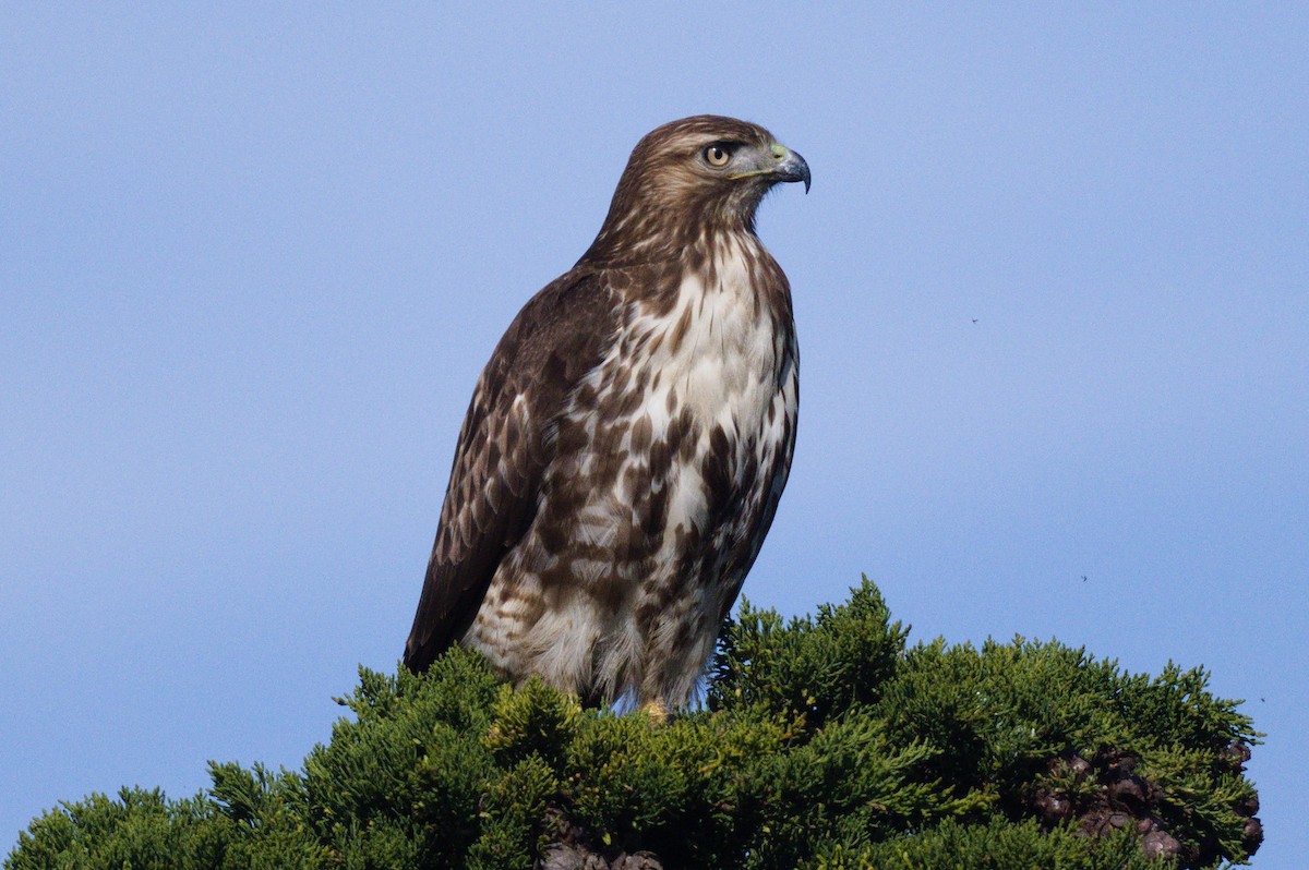Red-tailed Hawk - ML615322055