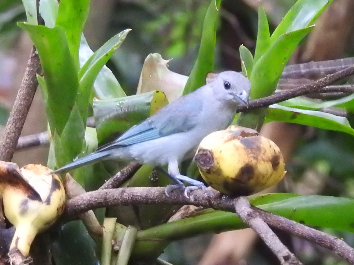 Sayaca Tanager - Daniel Garrigues