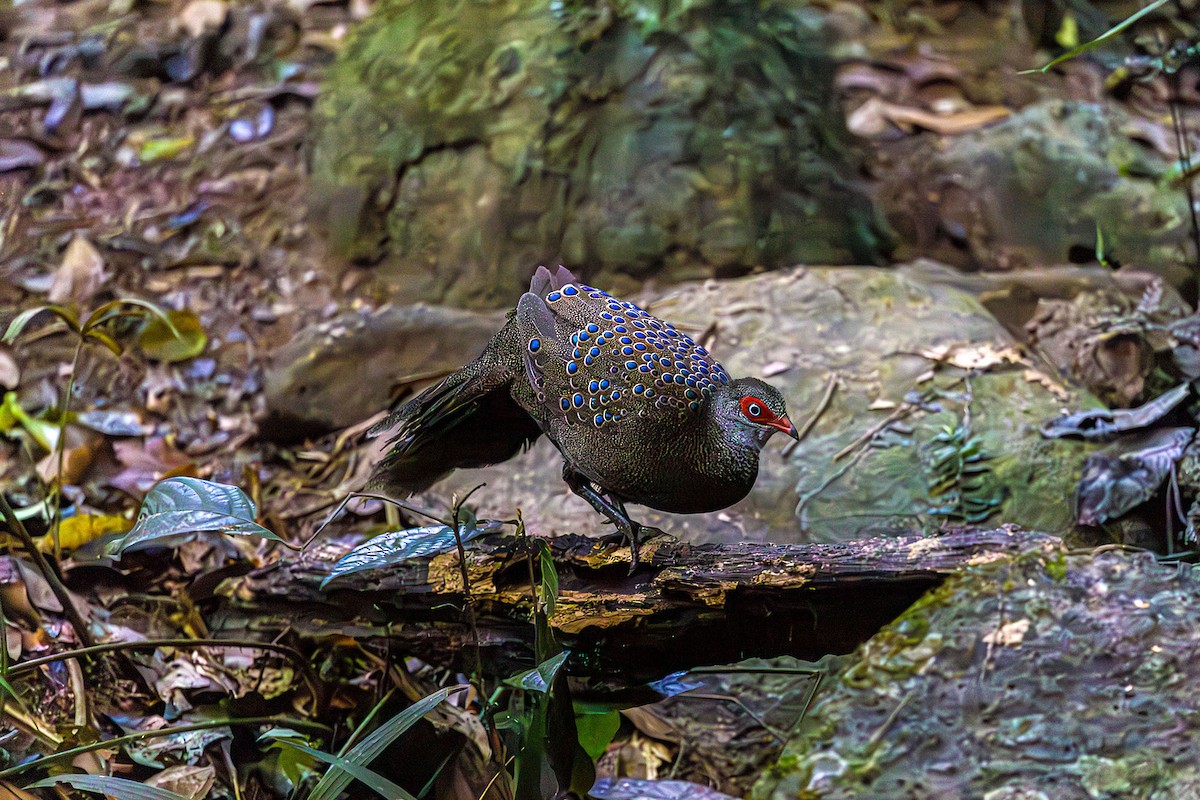Hainan Peacock-Pheasant - ML615322129