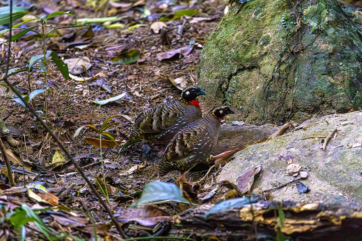 Hainan Partridge - ML615322154