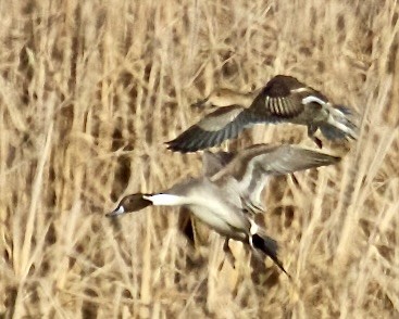 Northern Pintail - ML615322213