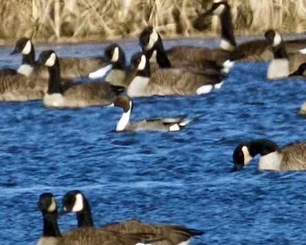 Northern Pintail - ML615322221