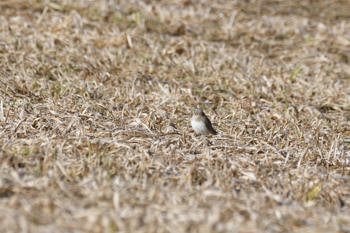 Horned Lark - ML615322235