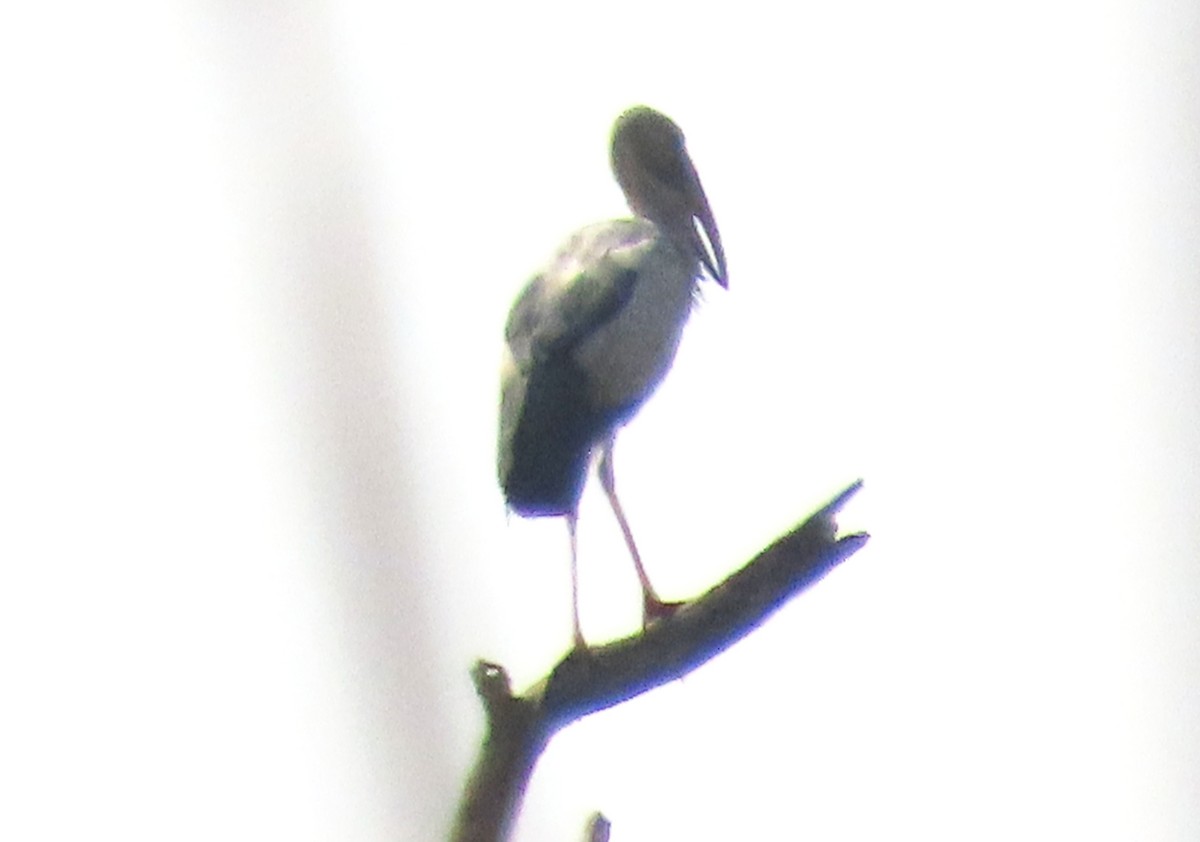 Asian Openbill - ML615322263