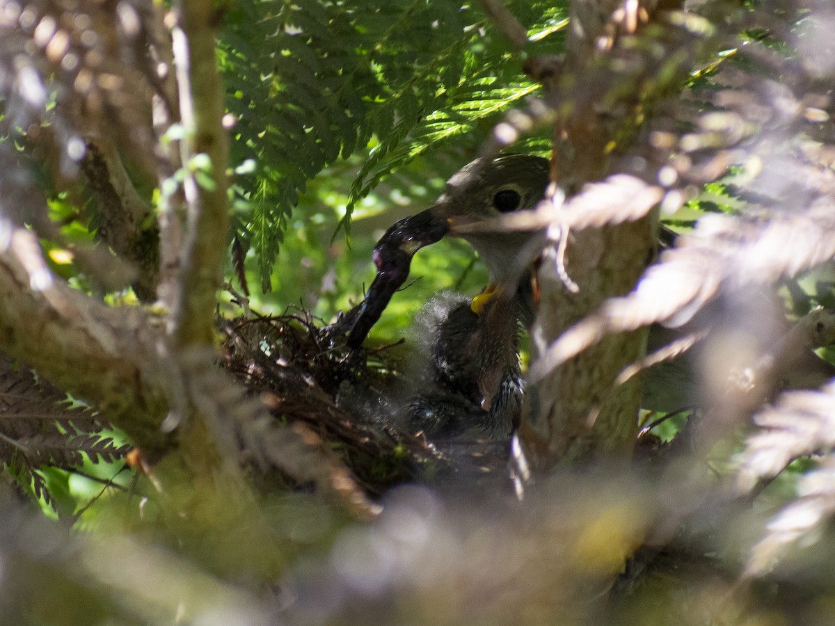 White-crested Elaenia - ML615322274