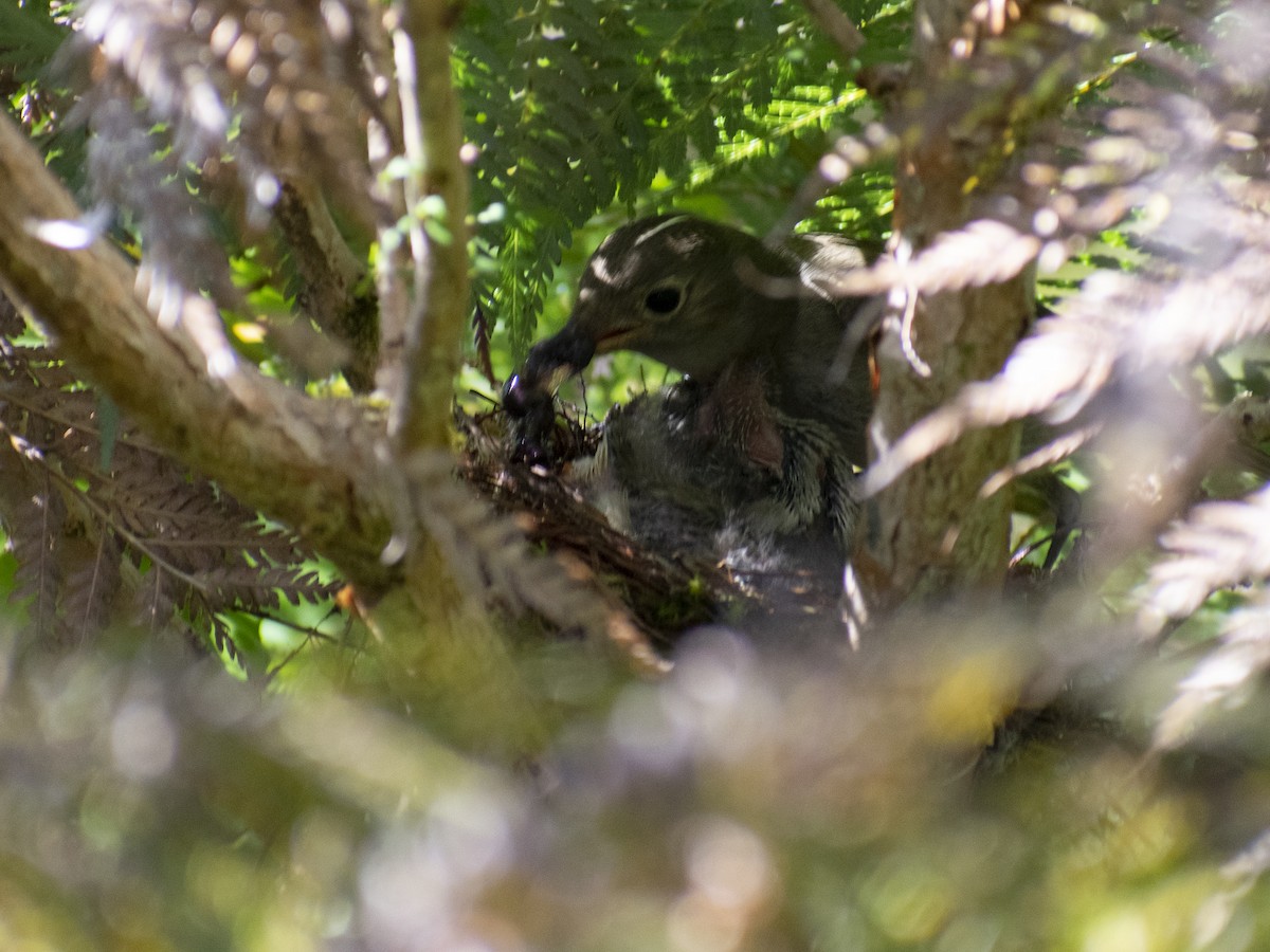 White-crested Elaenia - ML615322275