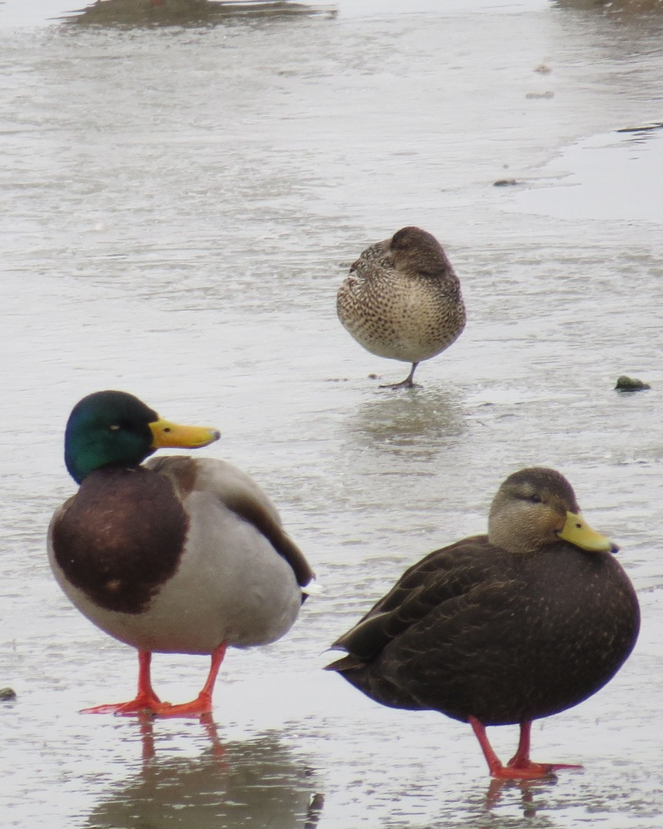 Green-winged Teal - ML615322290