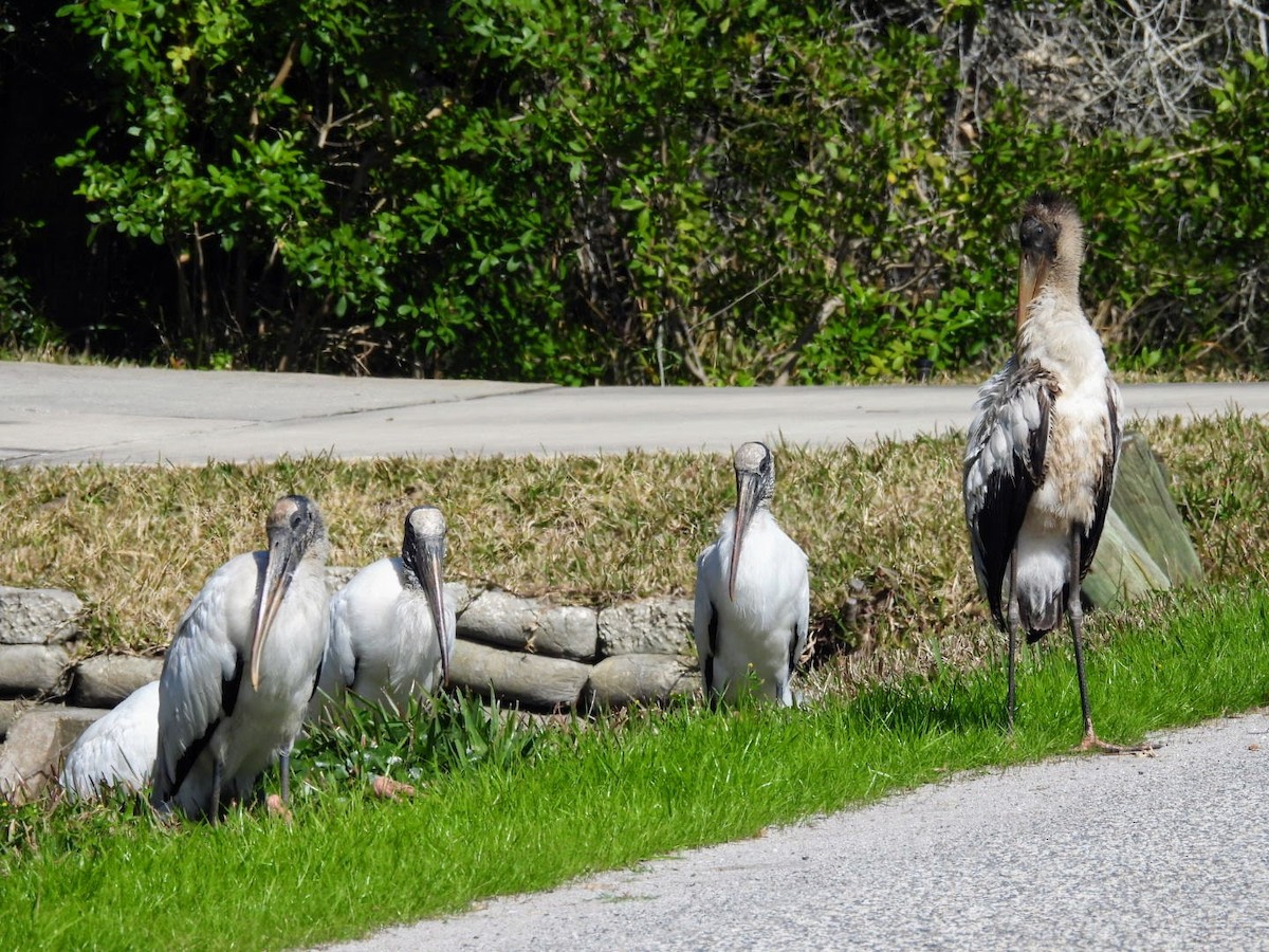 Wood Stork - ML615322321