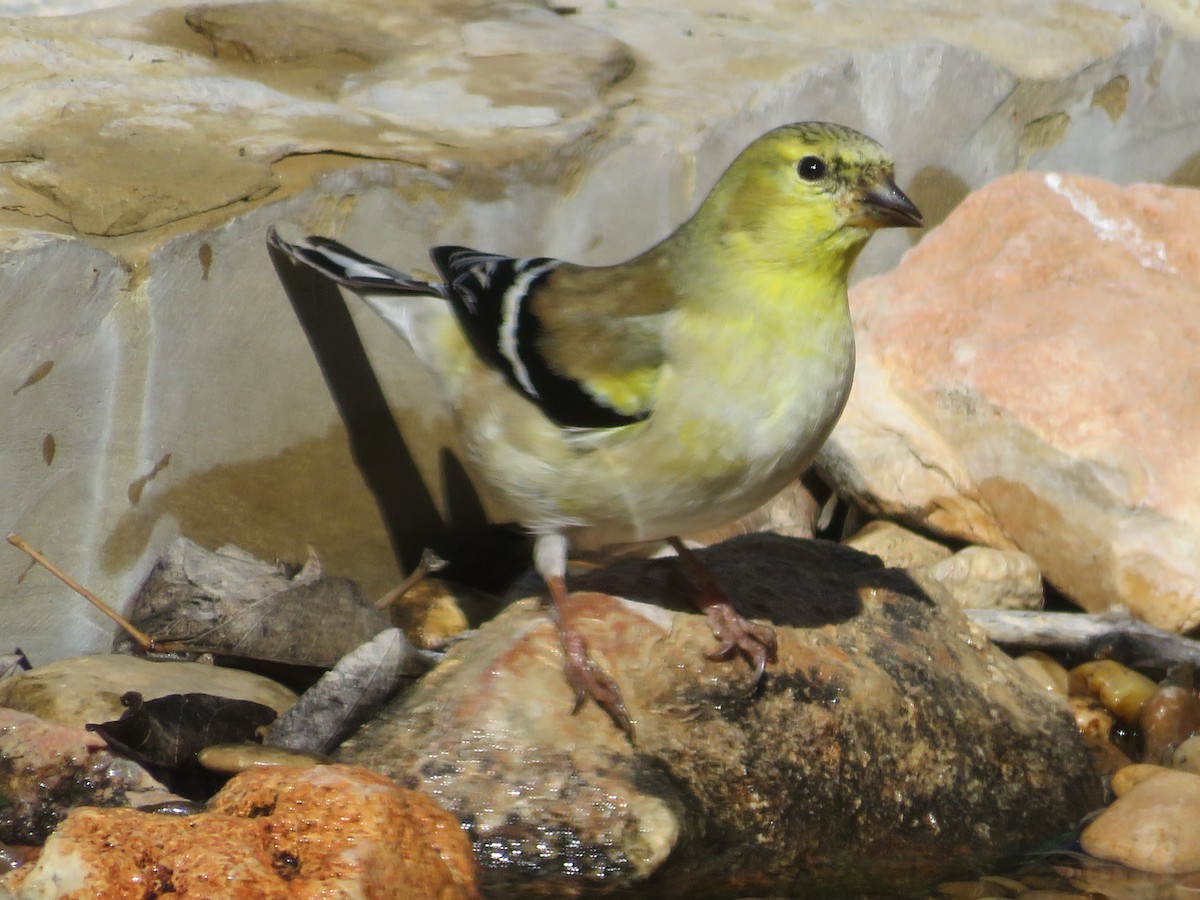 Chardonneret jaune - ML615322331