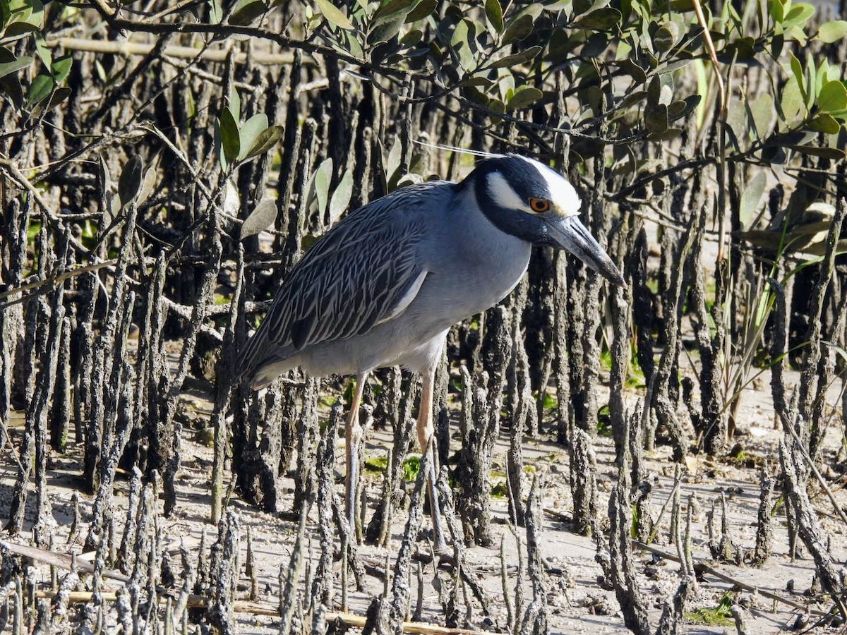 Yellow-crowned Night Heron - ML615322344