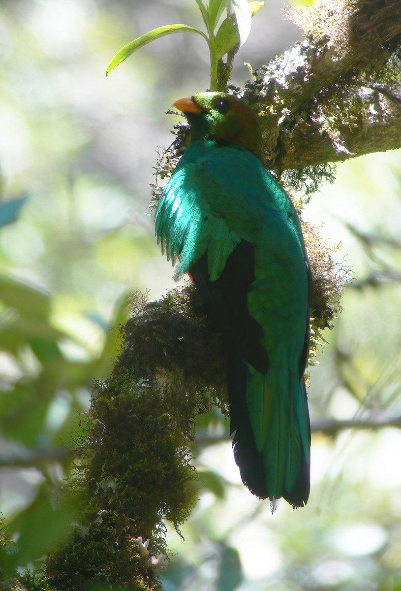Quetzal Cabecidorado - ML615322349