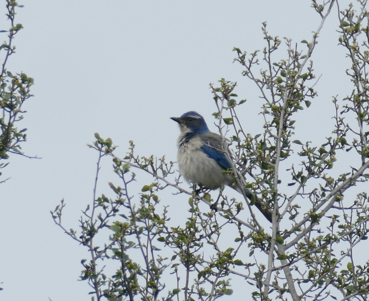 California Scrub-Jay - Chris Payne