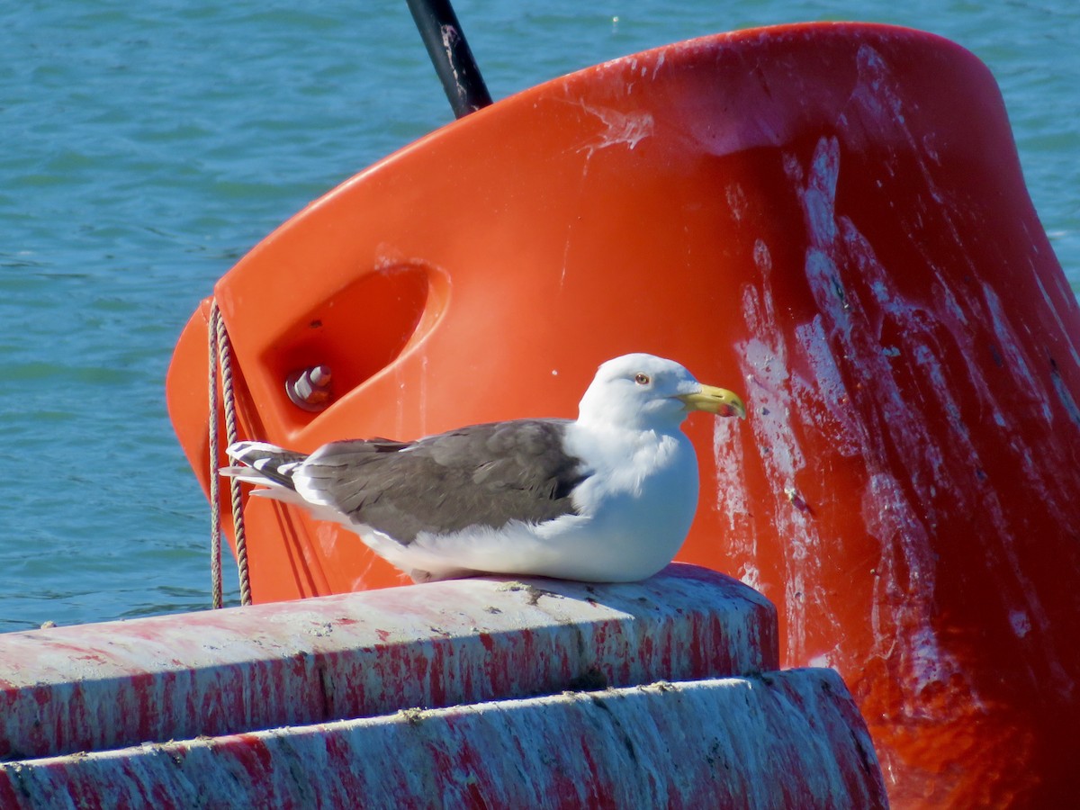 Great Black-backed Gull - ML615322361