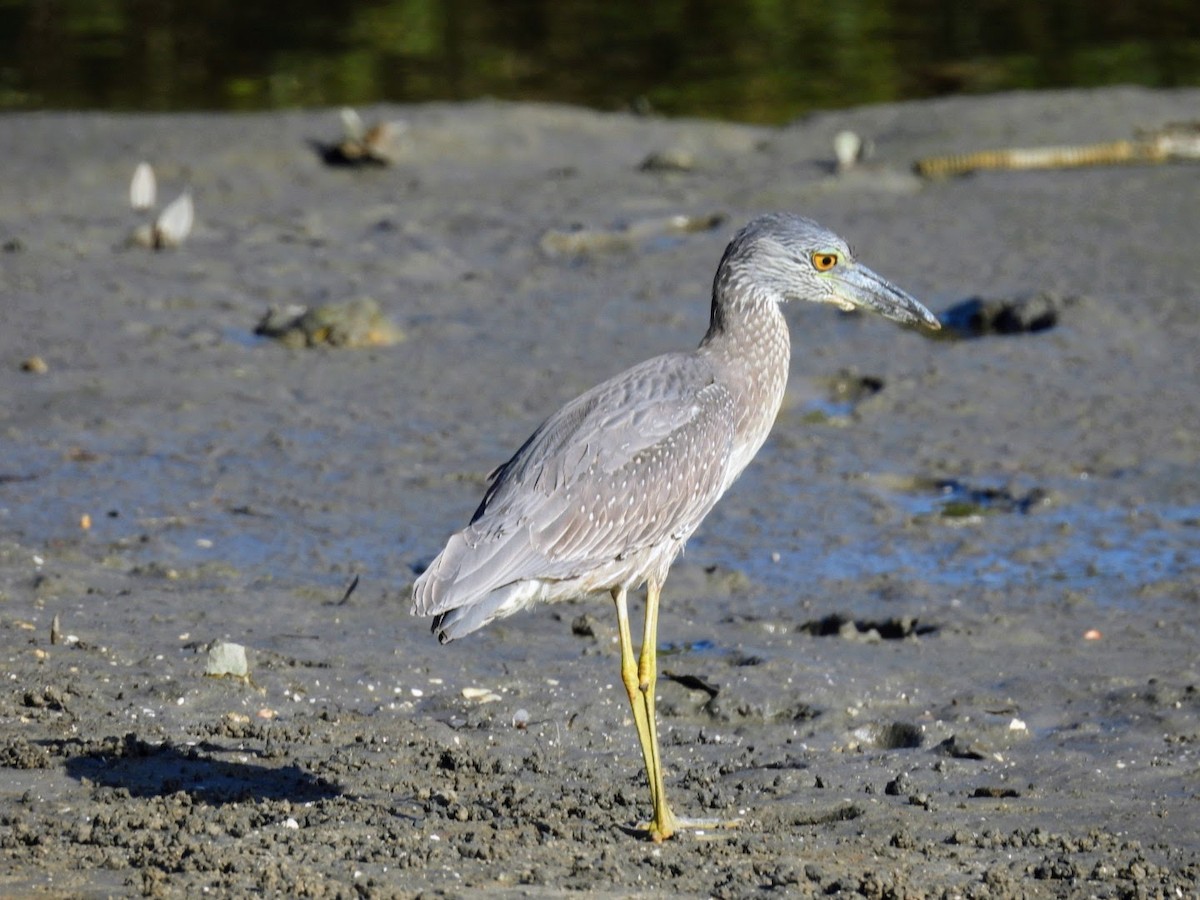 Yellow-crowned Night Heron - ML615322391