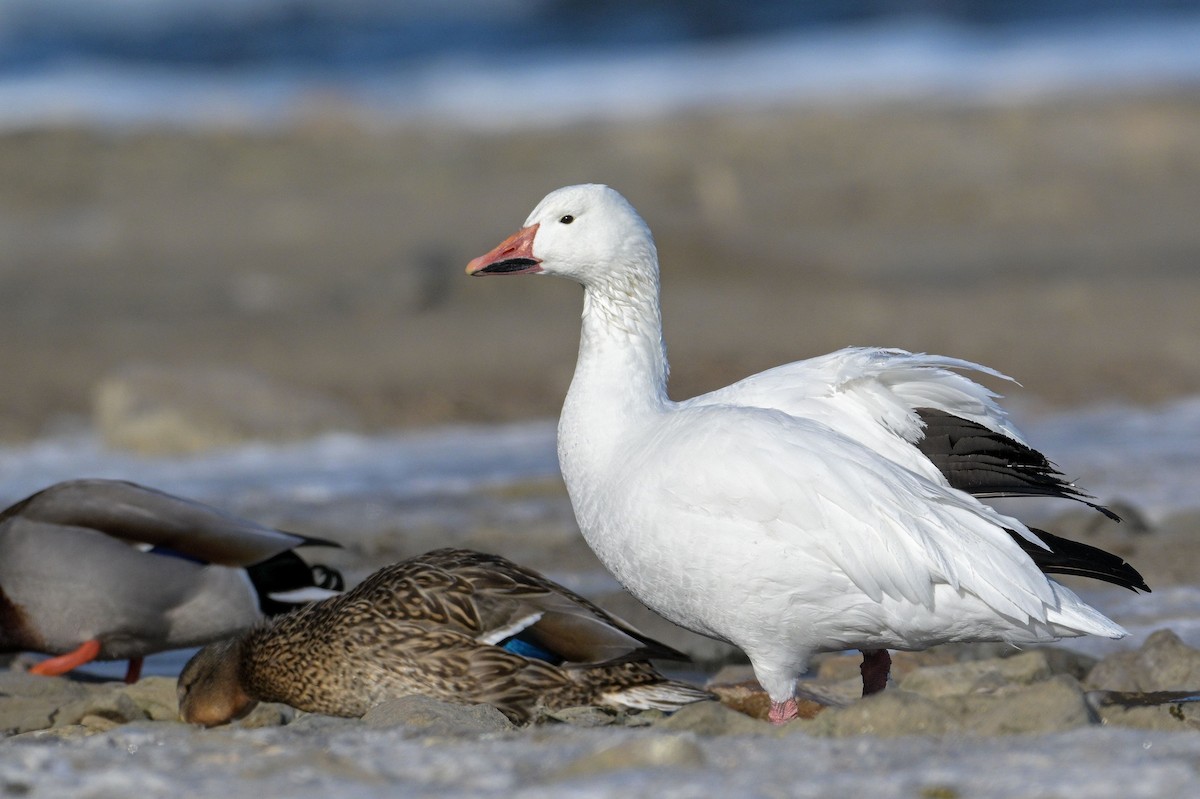 Snow Goose - Allan  Bigras