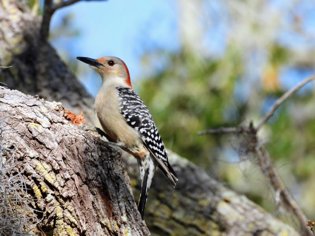 Red-bellied Woodpecker - ML615322411