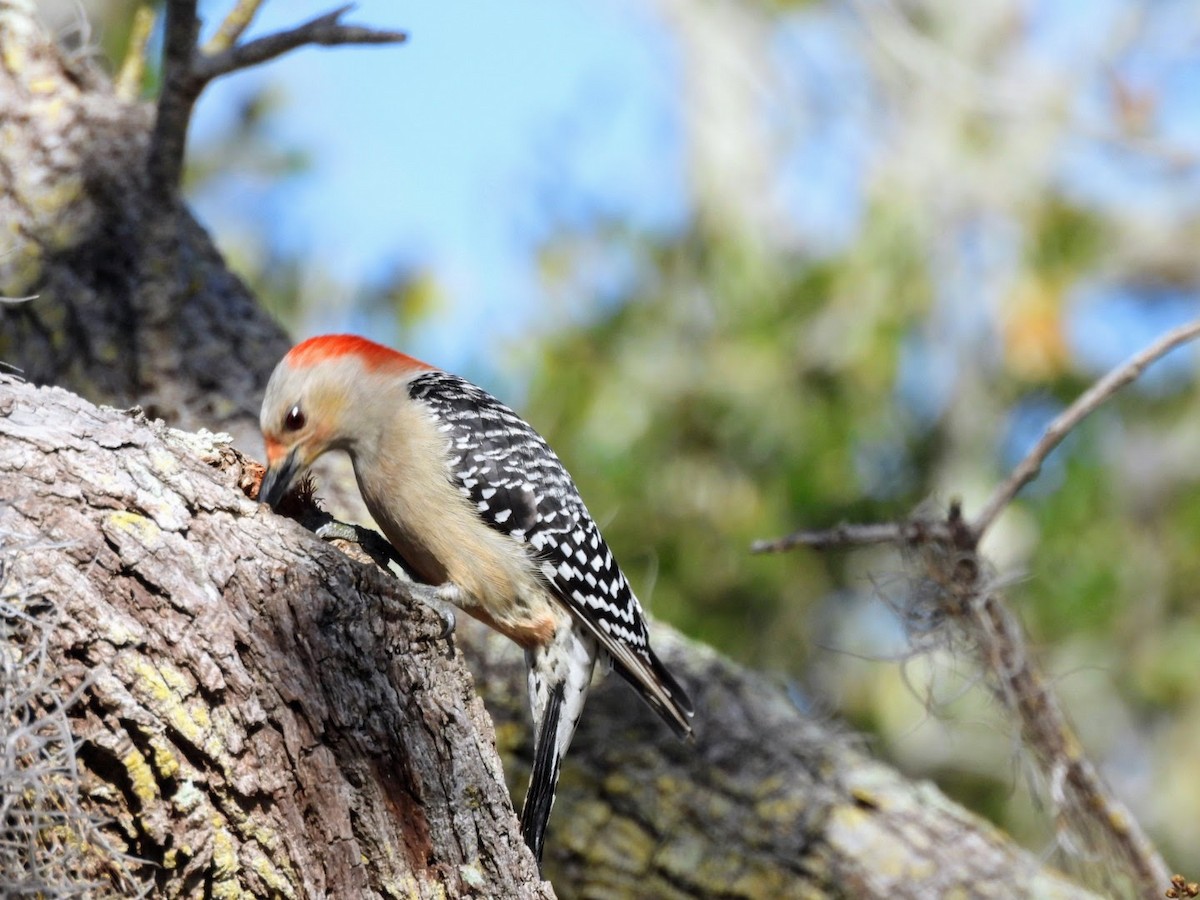 Red-bellied Woodpecker - ML615322424