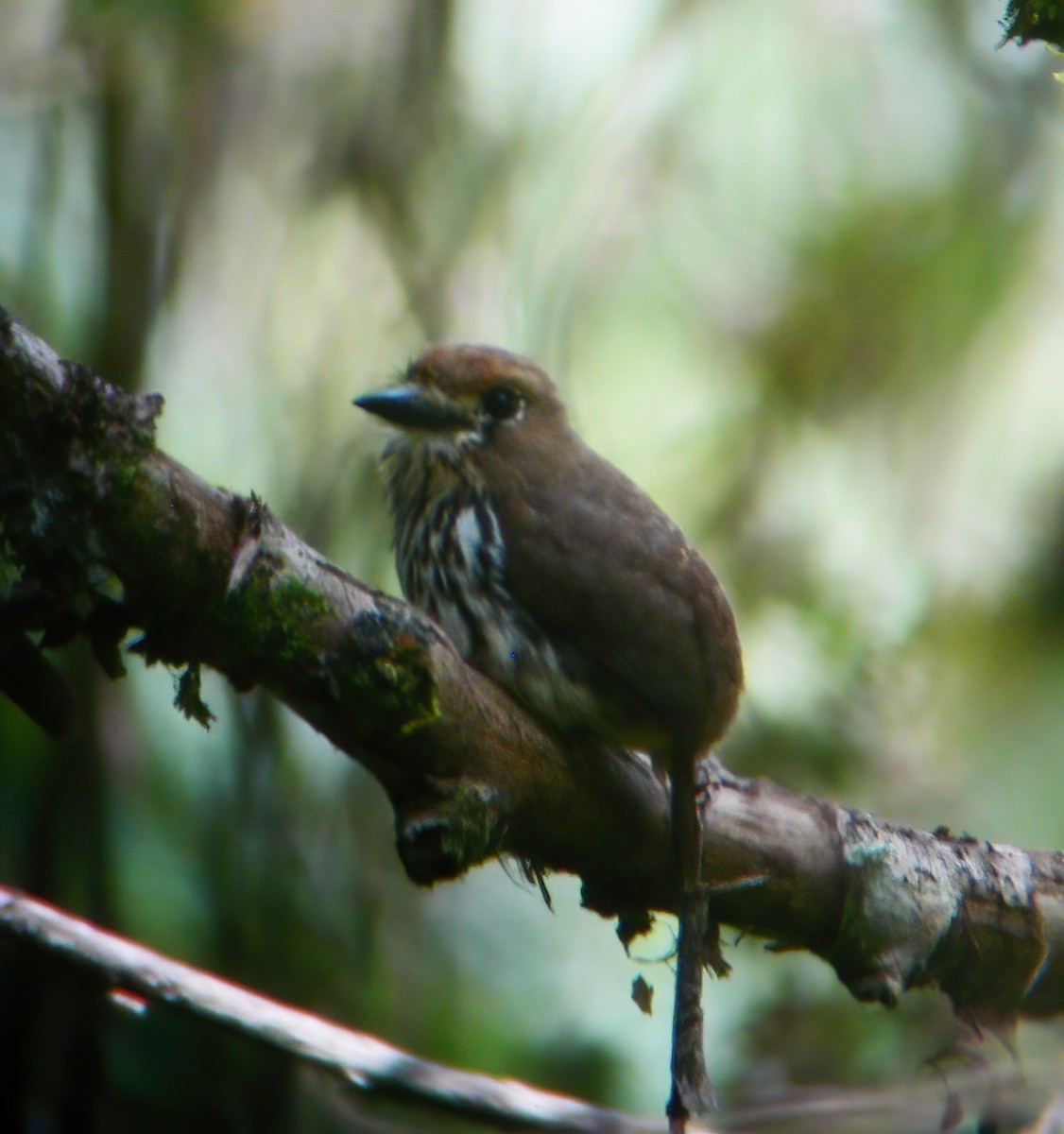 Lanceolated Monklet - ML615322501