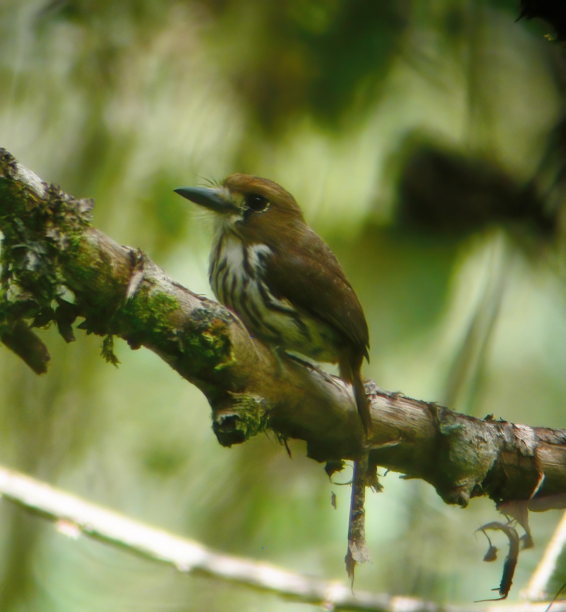 Lanceolated Monklet - ML615322503