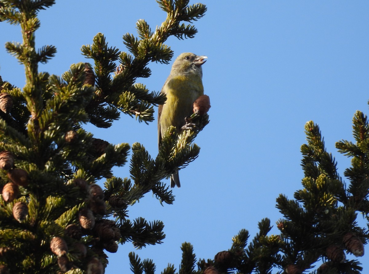 Red Crossbill (Northeastern or type 12) - ML615322511