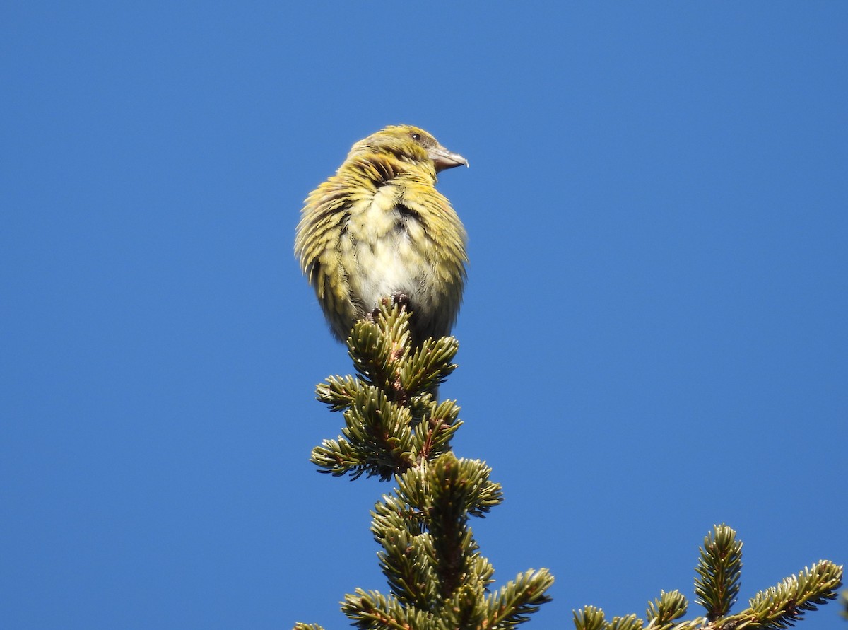 Red Crossbill (Northeastern or type 12) - ML615322513