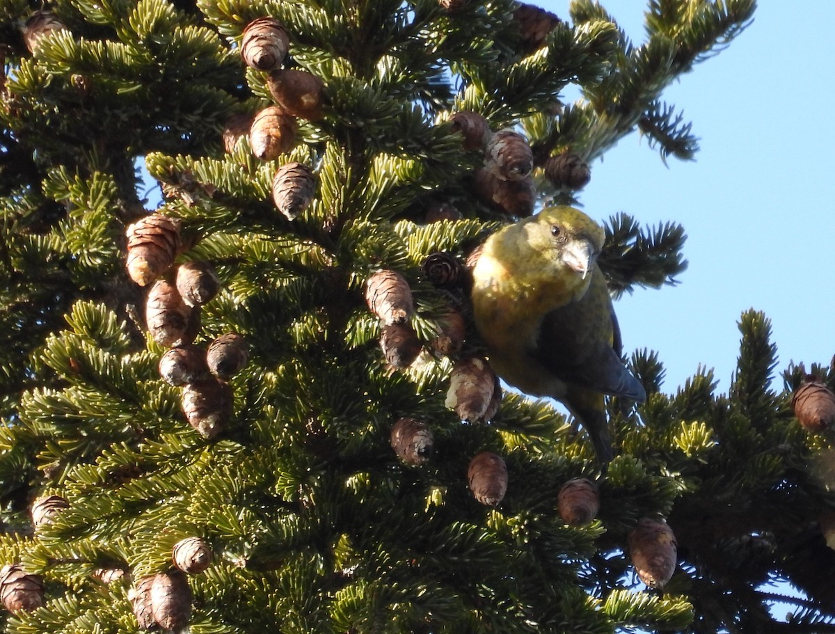 Red Crossbill (Northeastern or type 12) - ML615322514