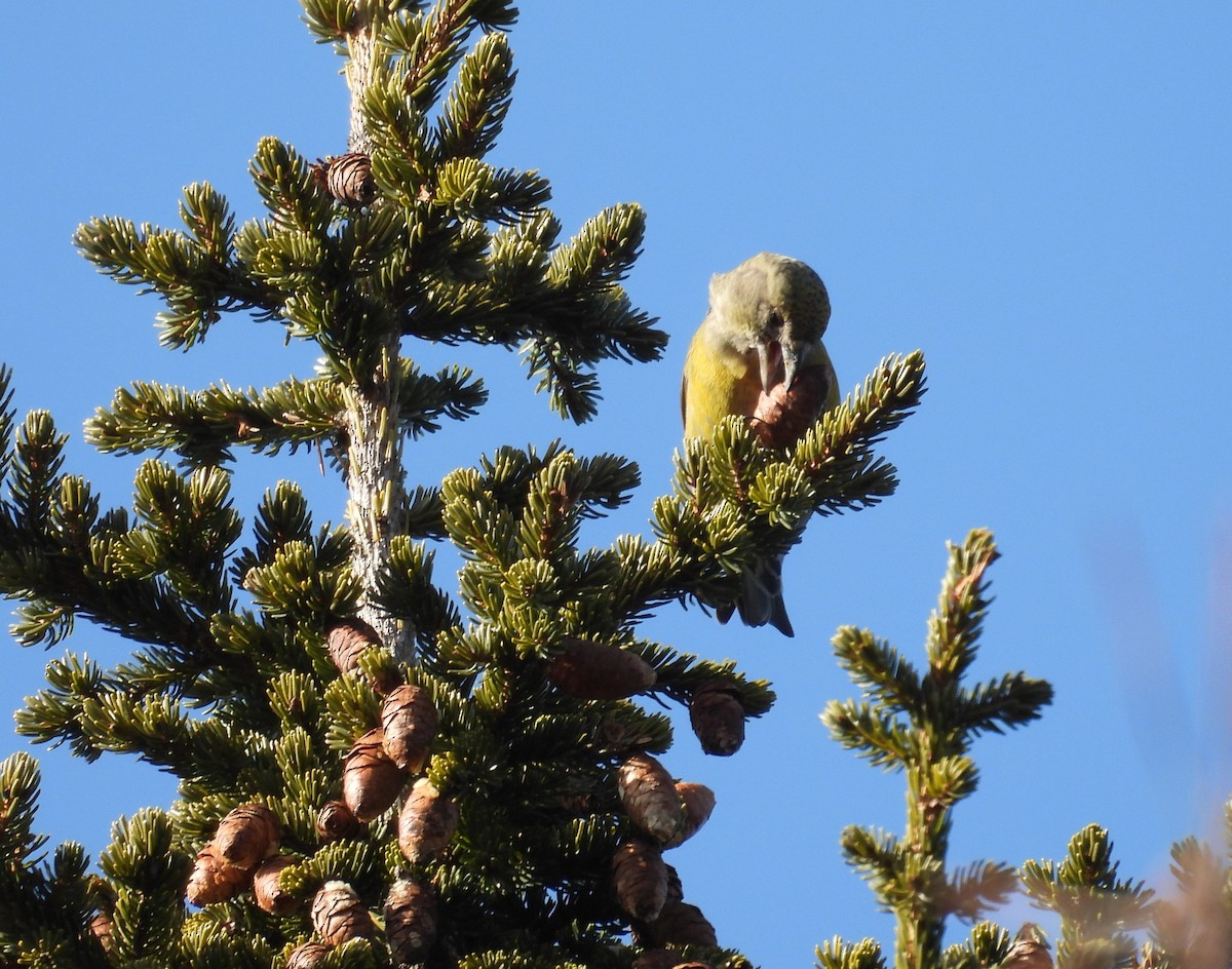 Red Crossbill (Northeastern or type 12) - ML615322519