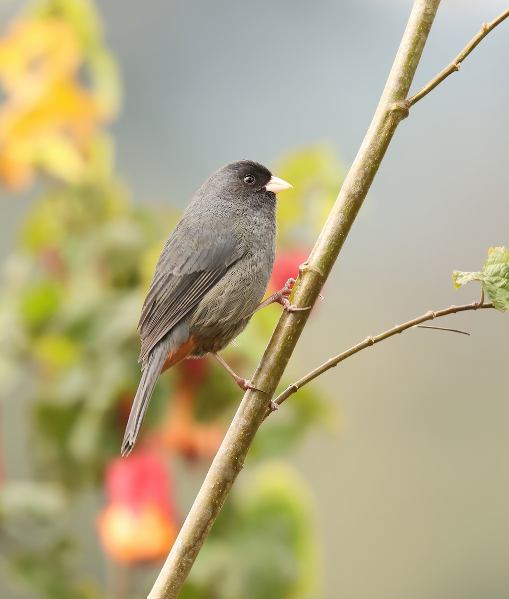 Paramo Seedeater - Jill Casperson