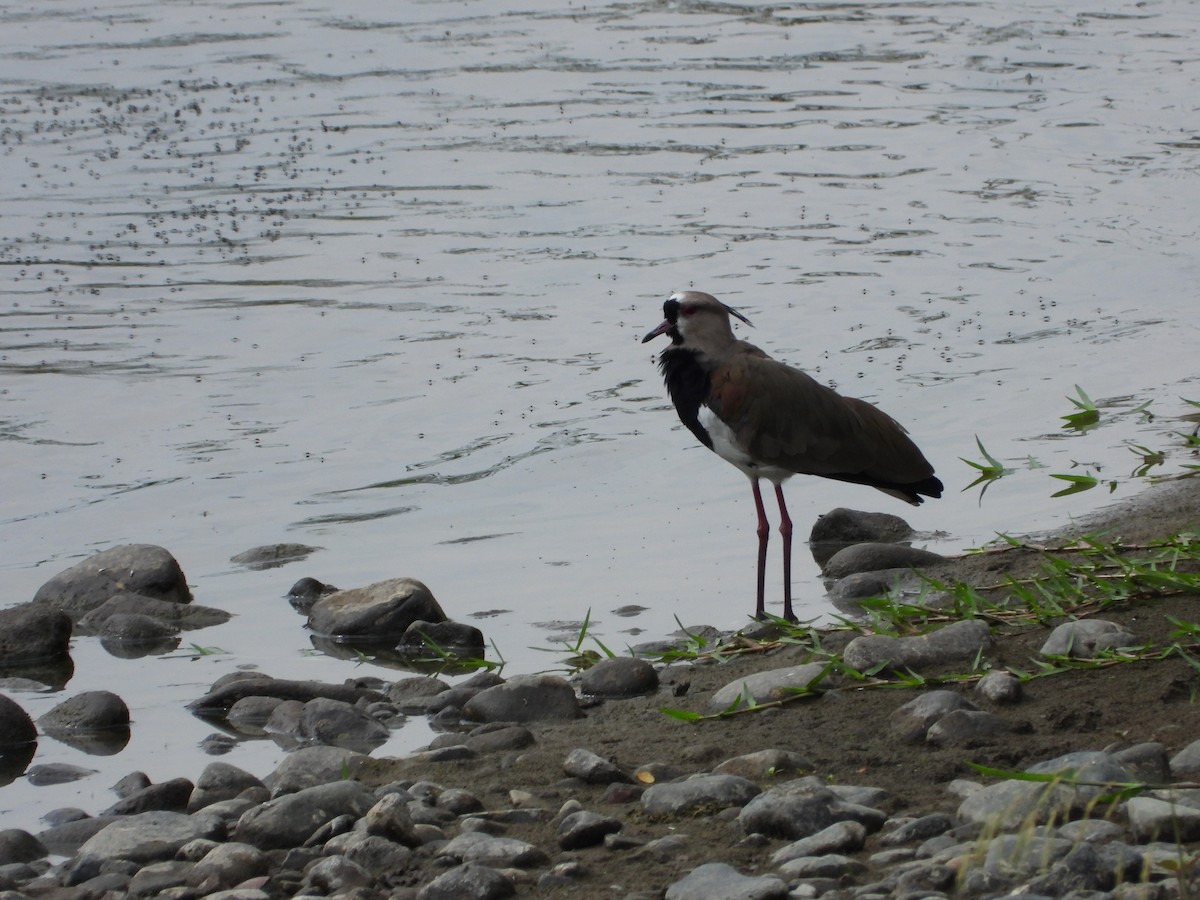 Southern Lapwing - ML615322573