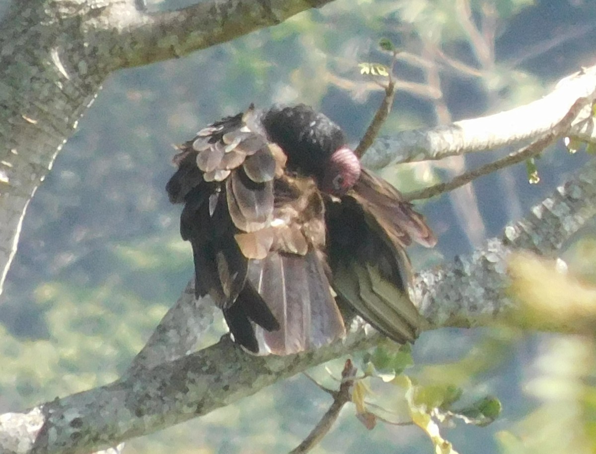 Turkey Vulture - Luis Manuel Gómez