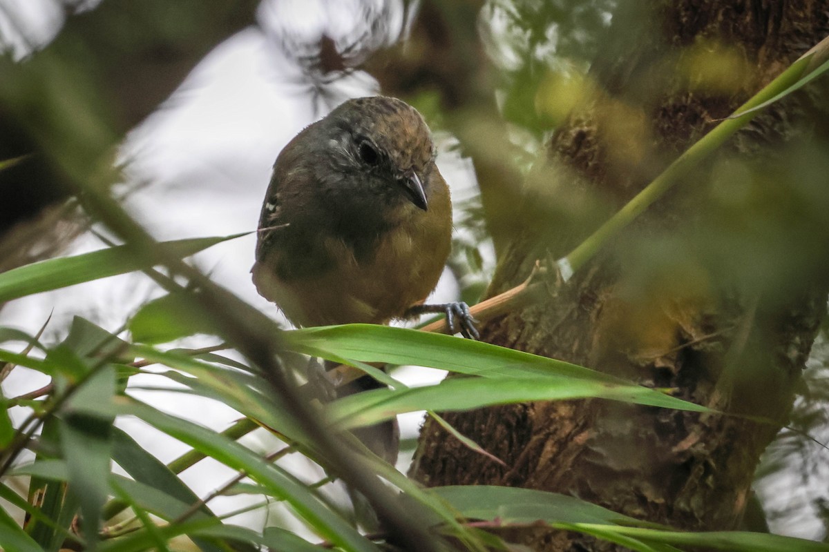 Variable Antshrike - ML615322619