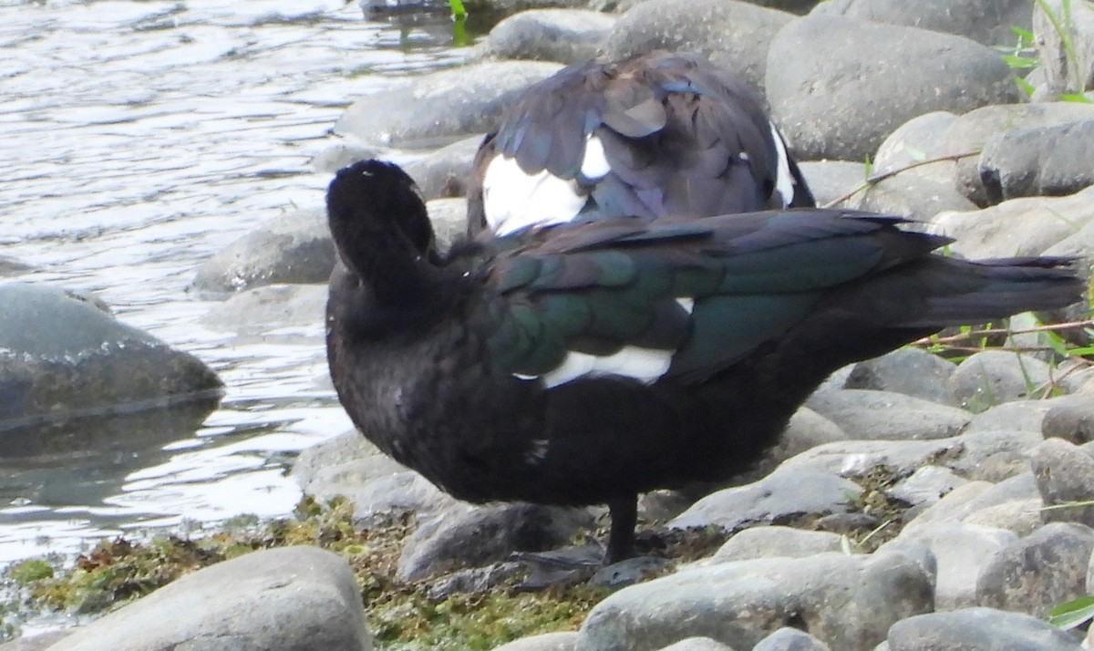 Muscovy Duck - Jose Fernando Sanchez O.