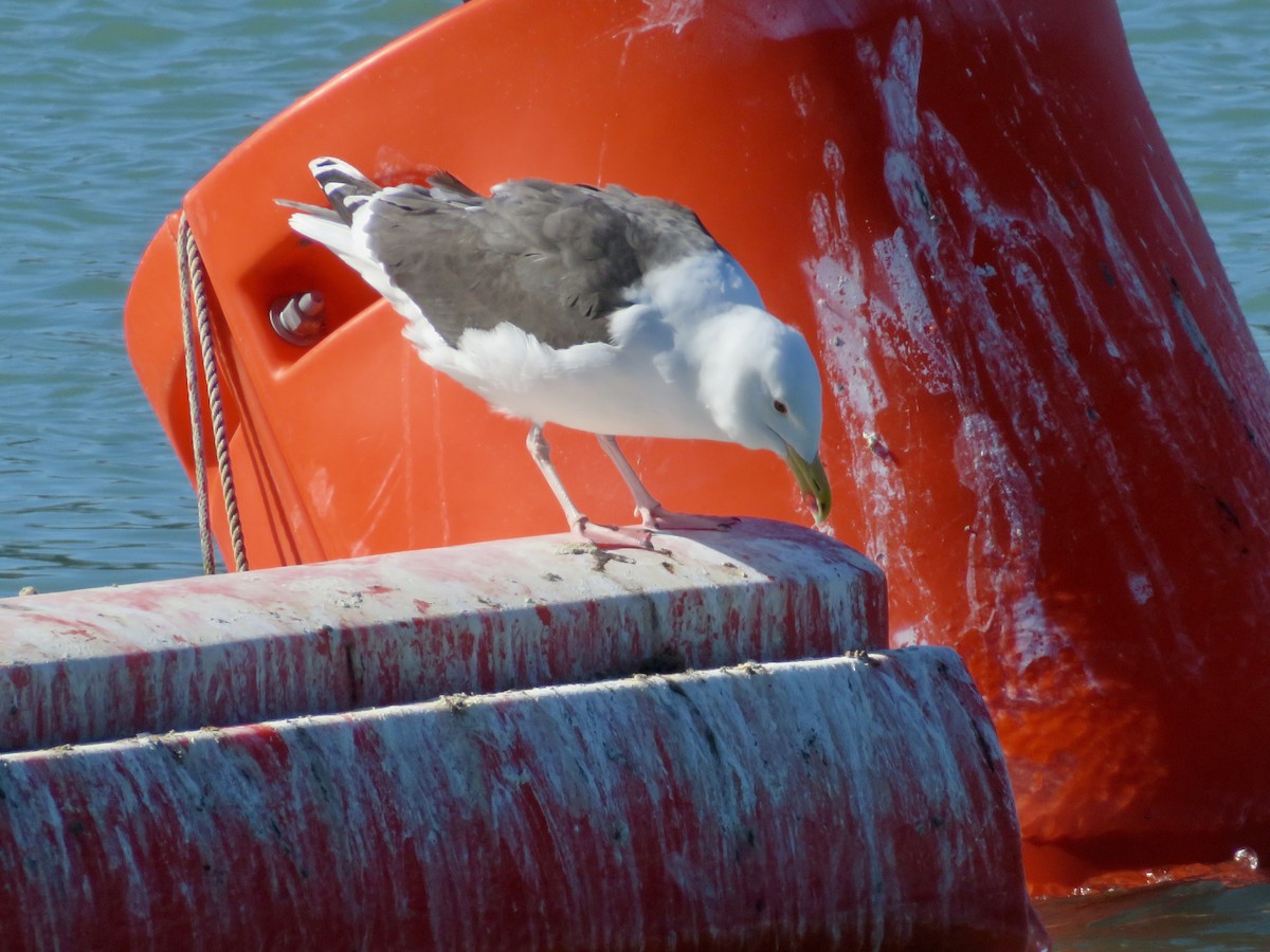 Great Black-backed Gull - ML615322638