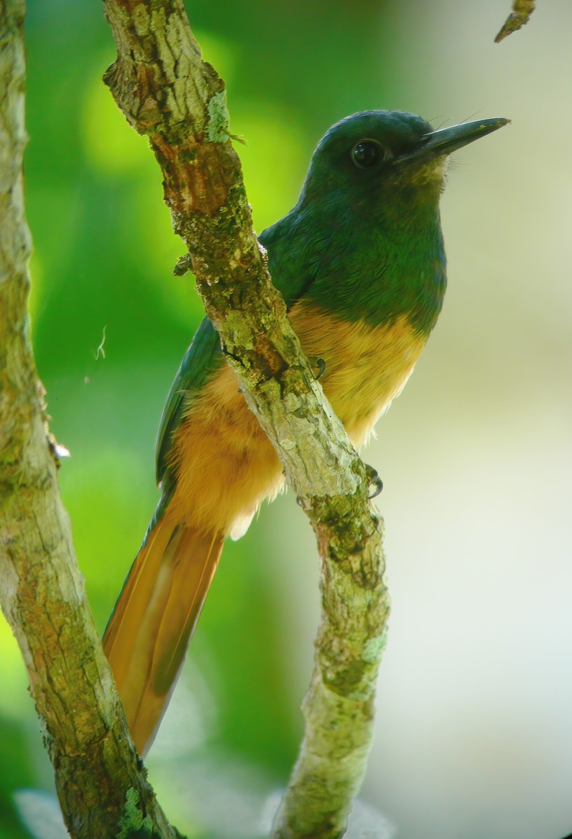 Bluish-fronted Jacamar - ML615322662