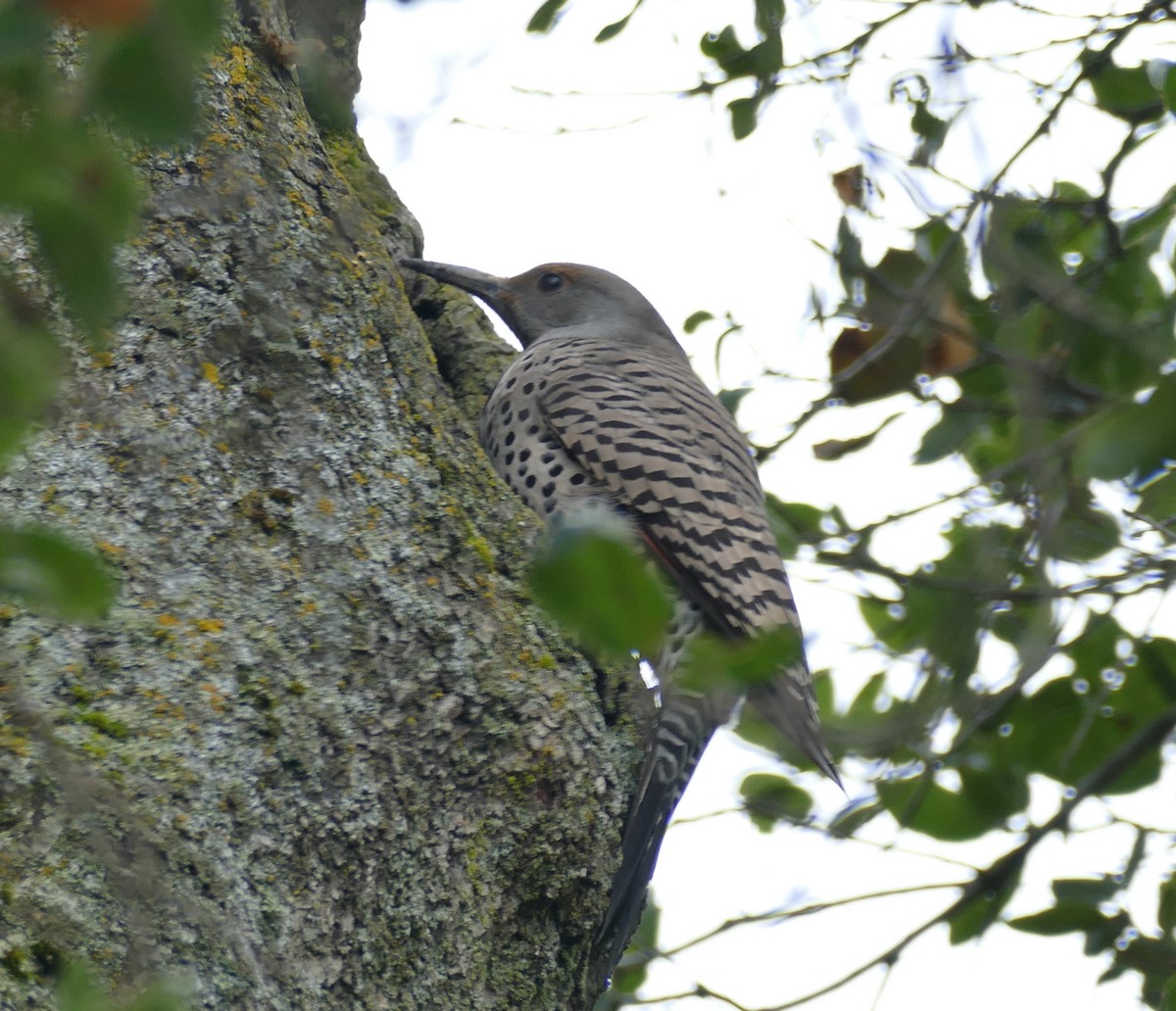 Northern Flicker (Red-shafted) - Chris Payne