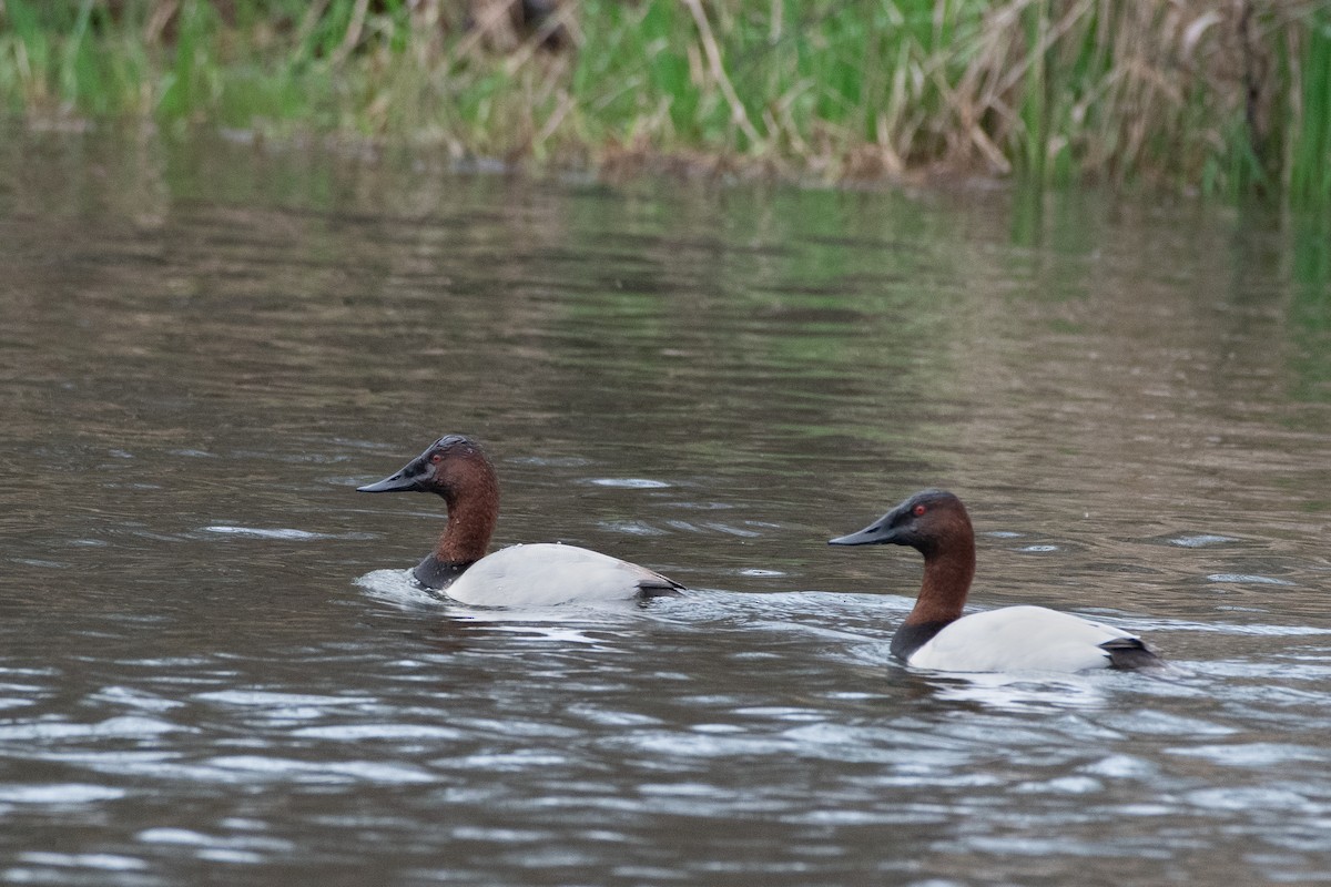 Canvasback - ML615322741