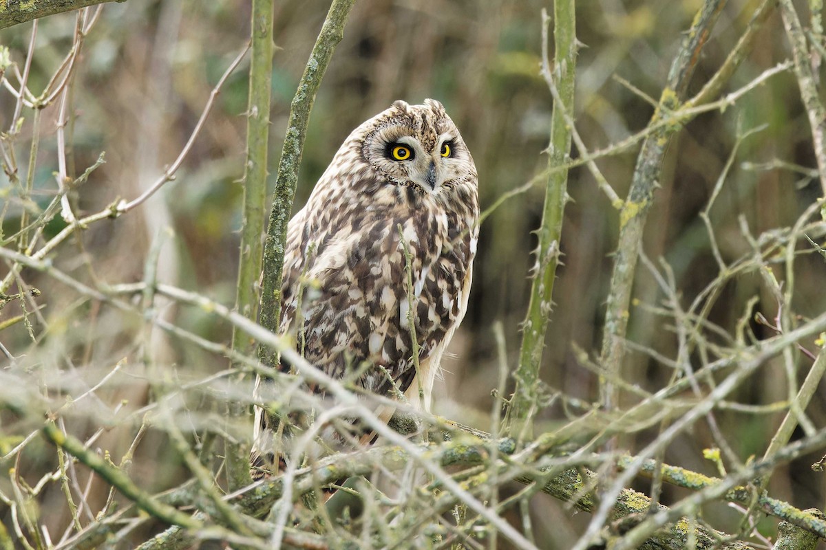 Short-eared Owl - ML615322809