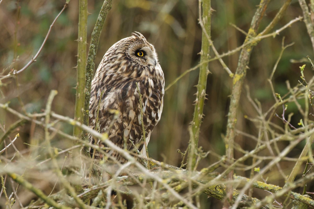Short-eared Owl - ML615322810