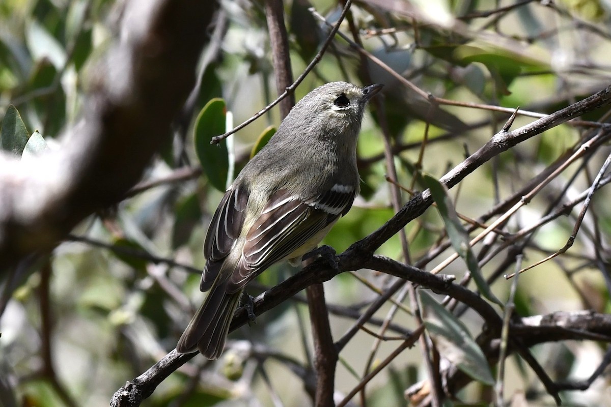 Hutton's Vireo - ML615322817