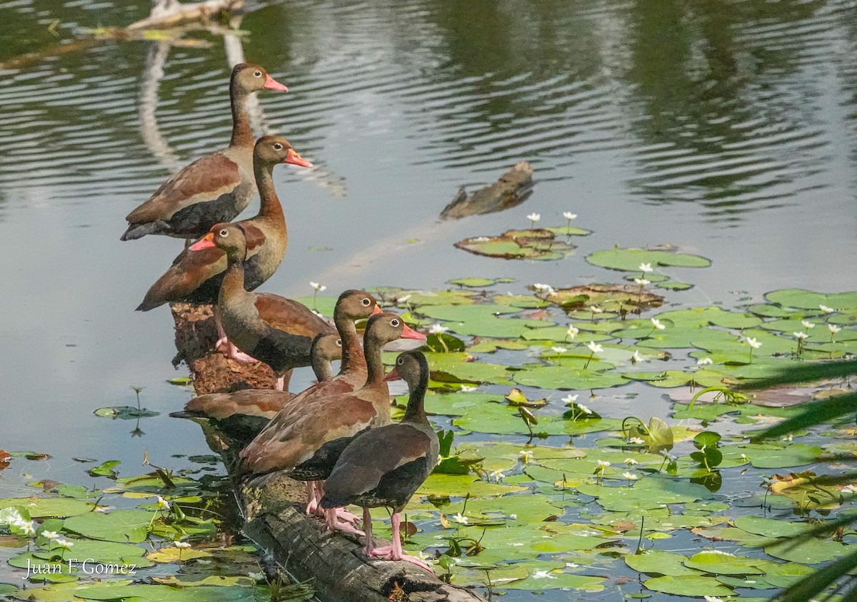 Black-bellied Whistling-Duck - ML615322819