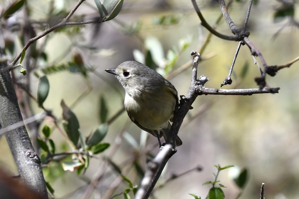 Hutton's Vireo - ML615322820