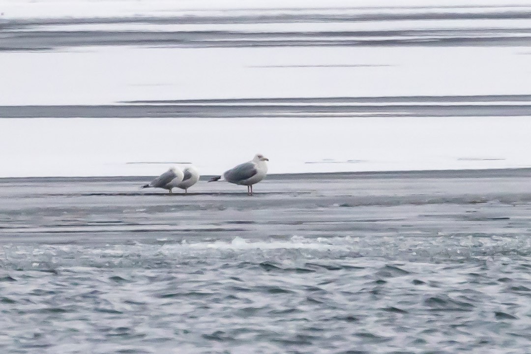 Ring-billed Gull - ML615322925