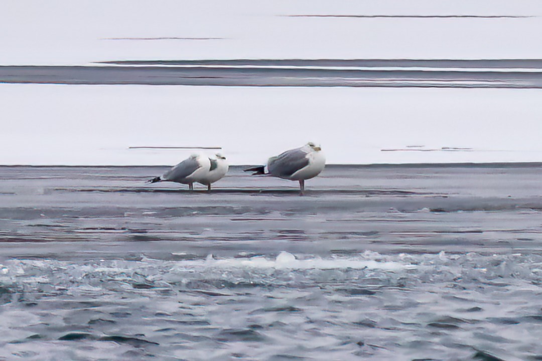 Ring-billed Gull - ML615322926