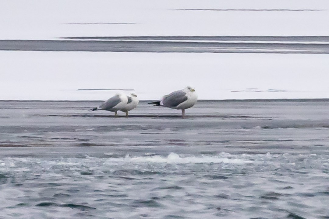 Ring-billed Gull - ML615322928