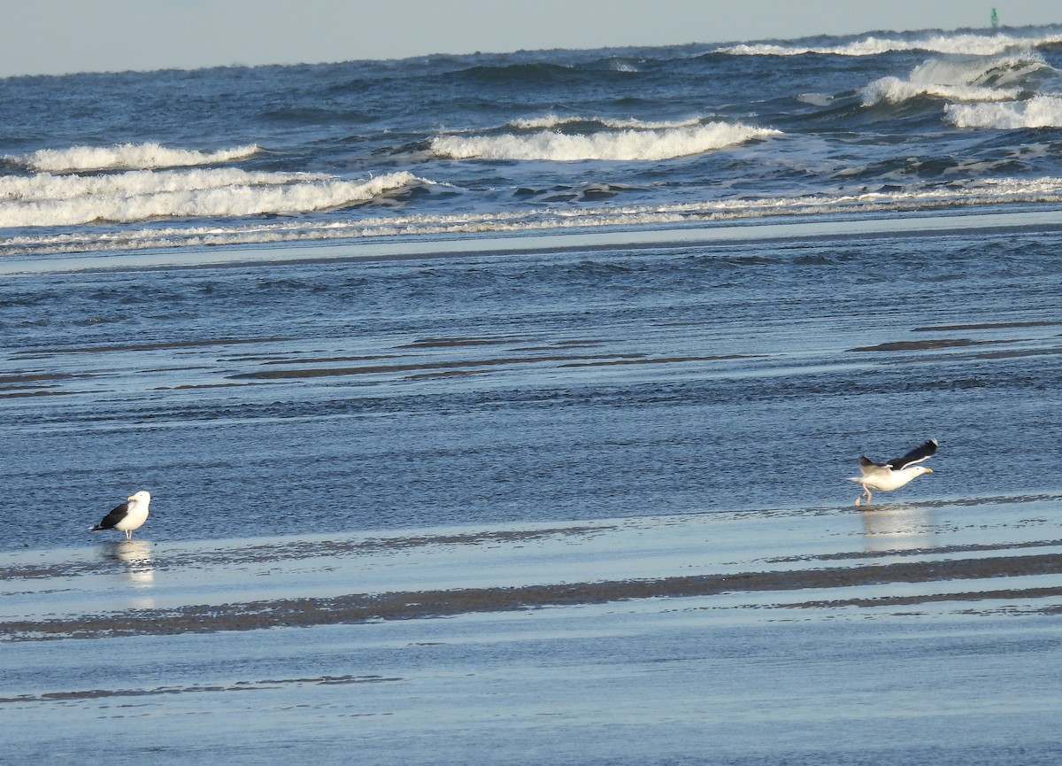 Great Black-backed Gull - ML615322946