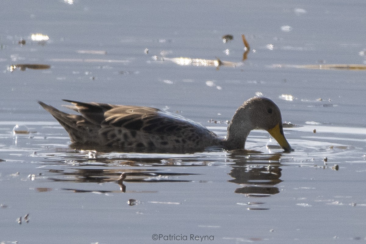 Yellow-billed Teal - ML615322950