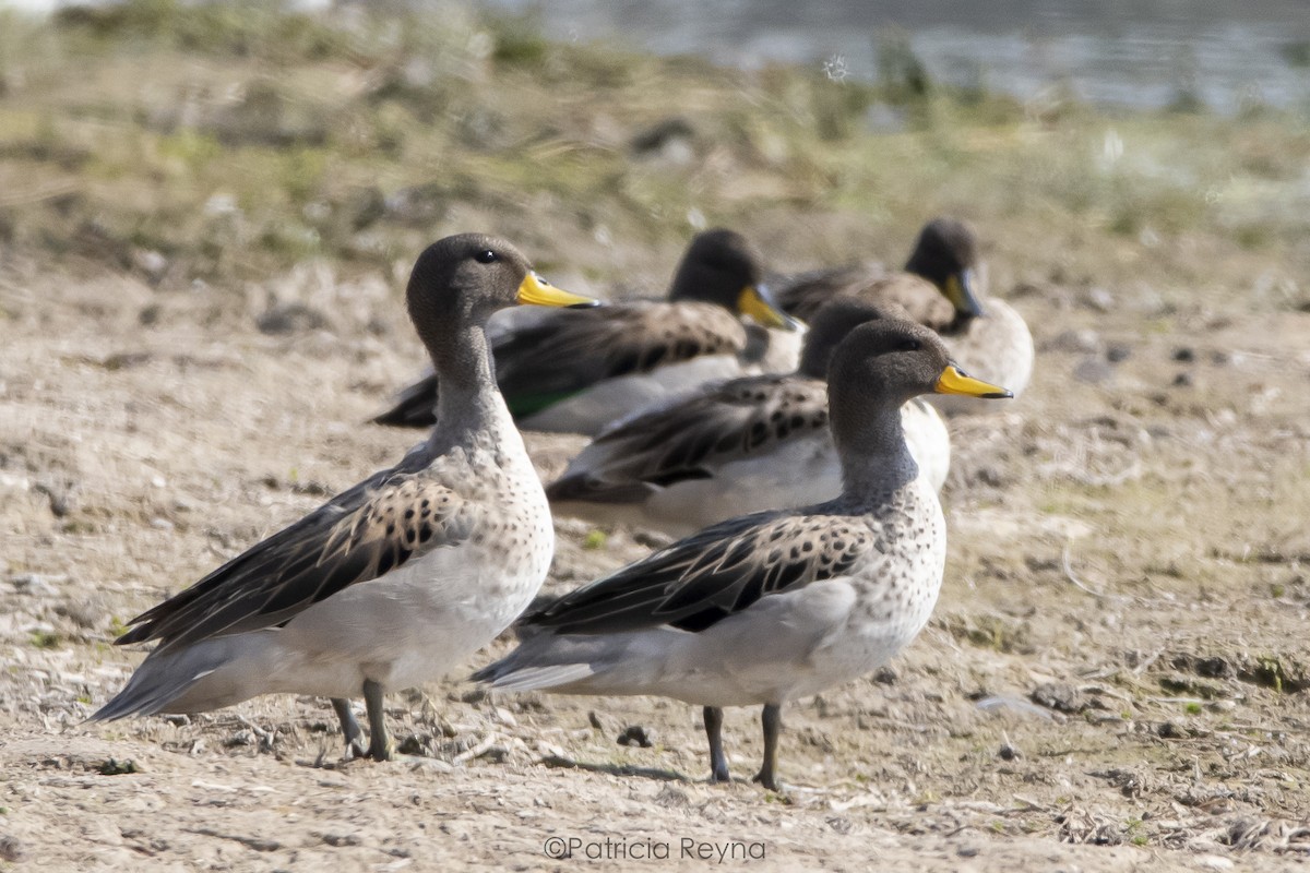 Yellow-billed Teal - ML615322951