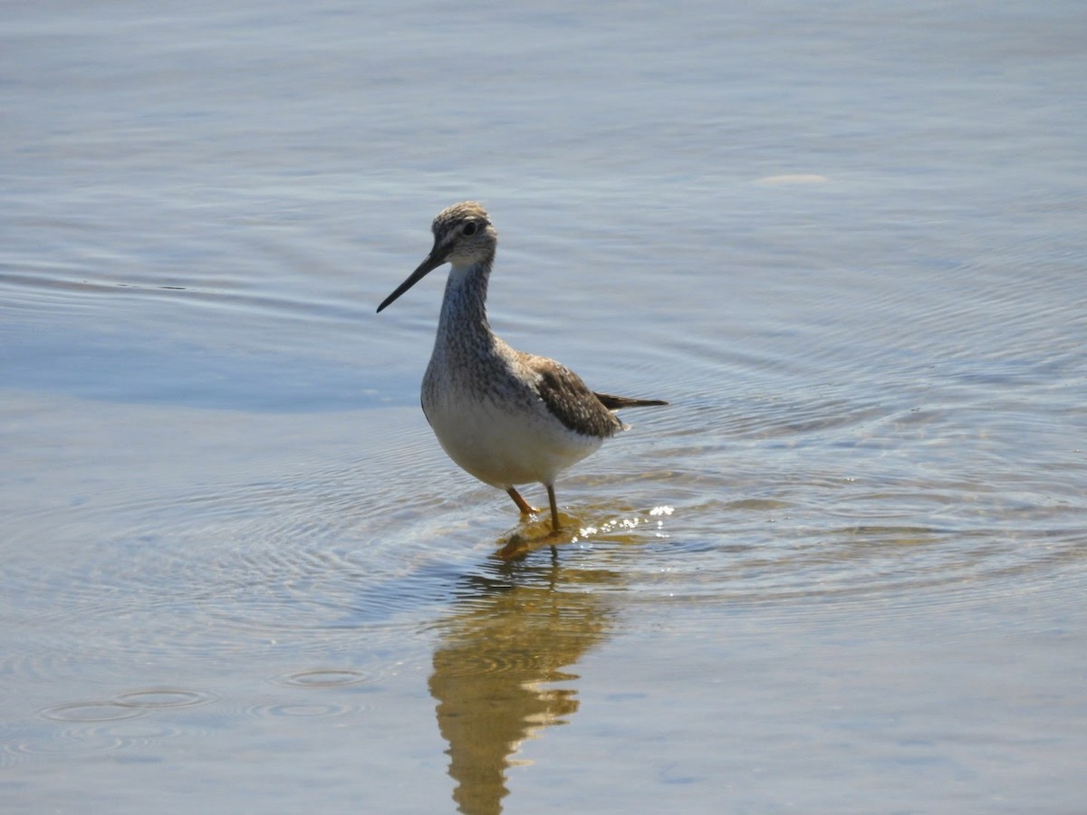 Greater Yellowlegs - ML615323030