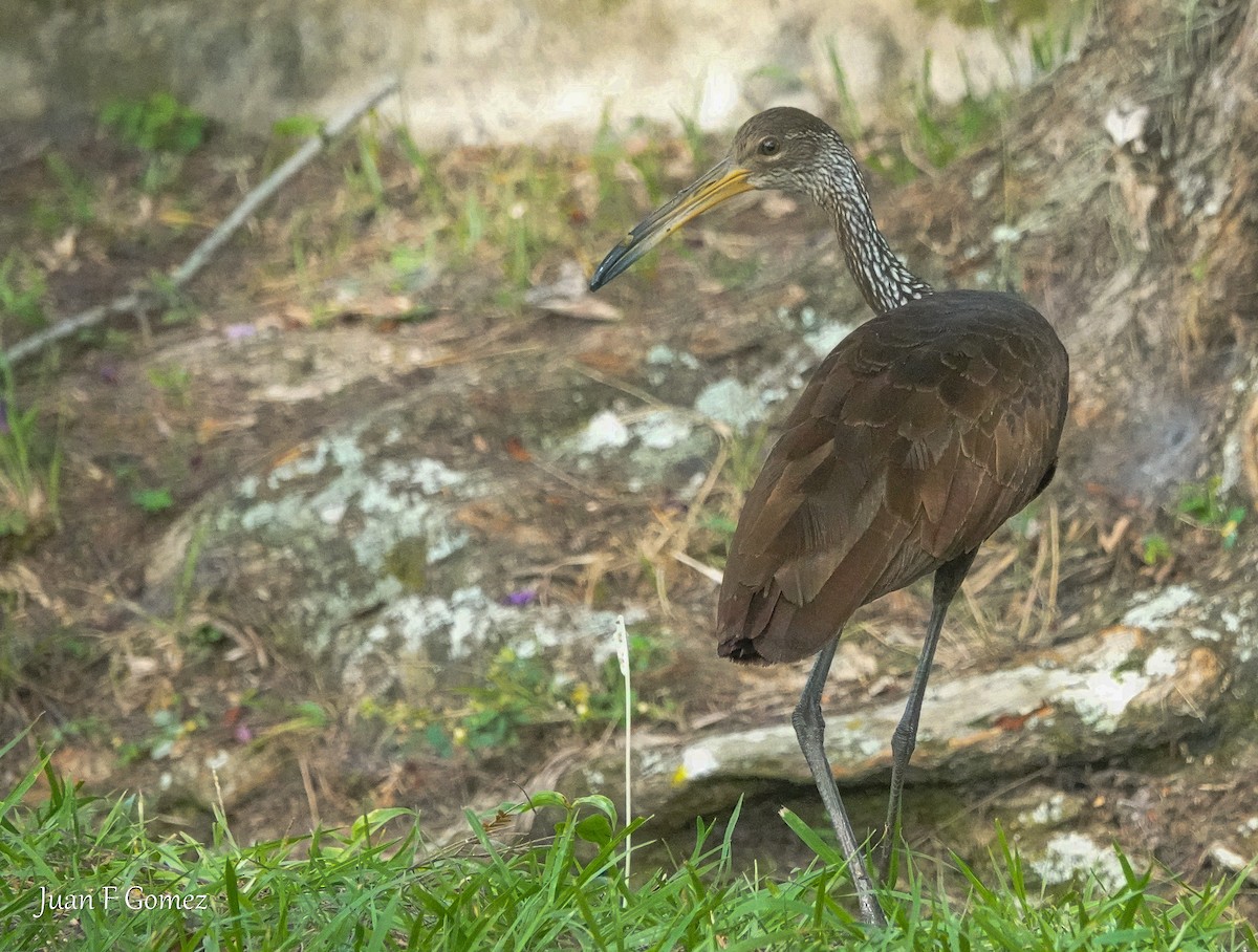 Limpkin - Juan Fernando Gomez Castro