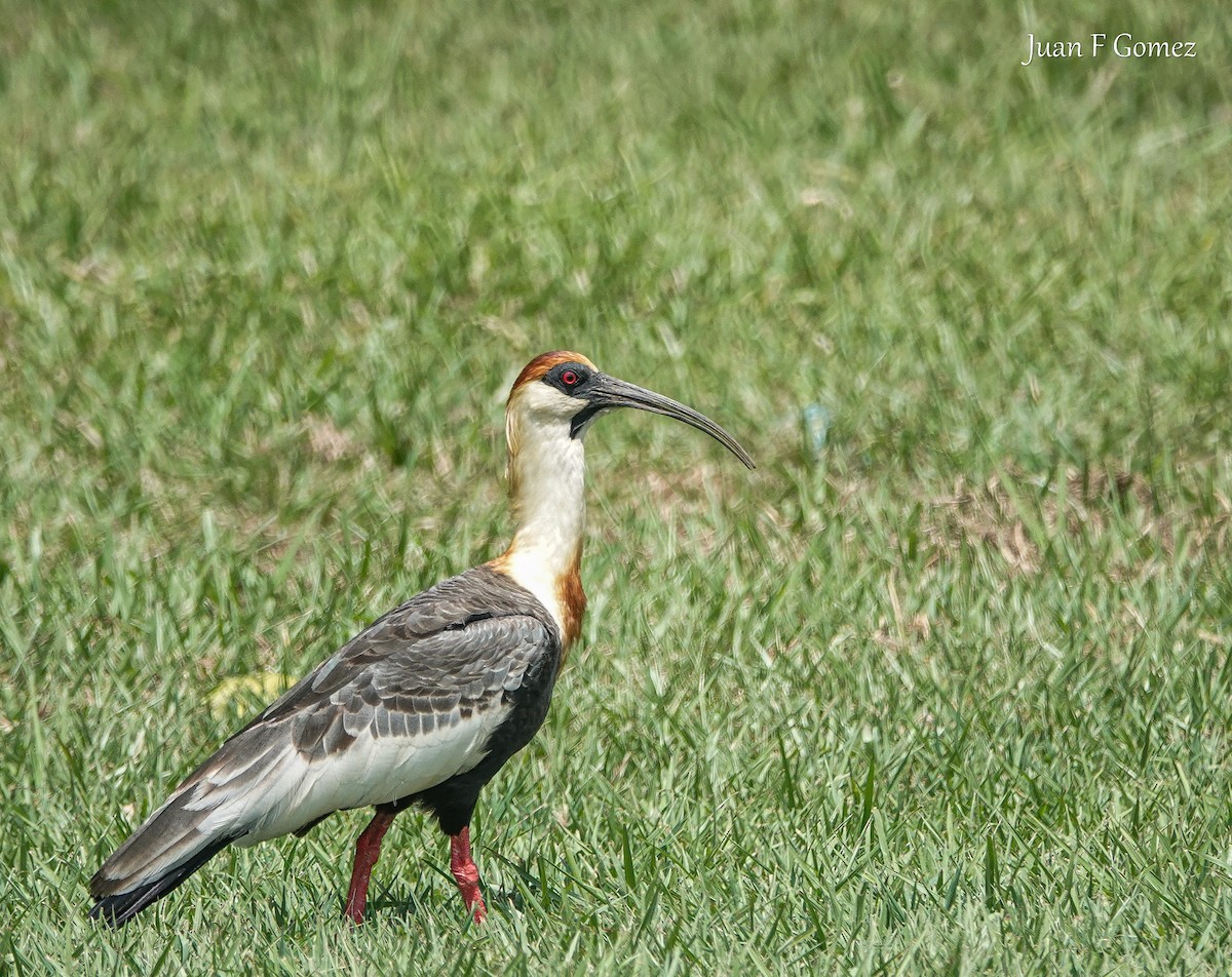 ibis bělokřídlý - ML615323106